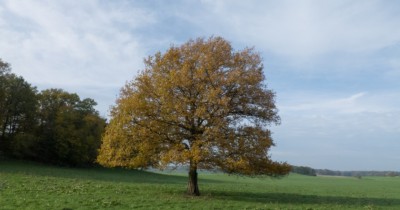 Landschaft bei Marsdorf, Dresden