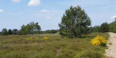 Auf dem Heidepfad in der Gohrischheide