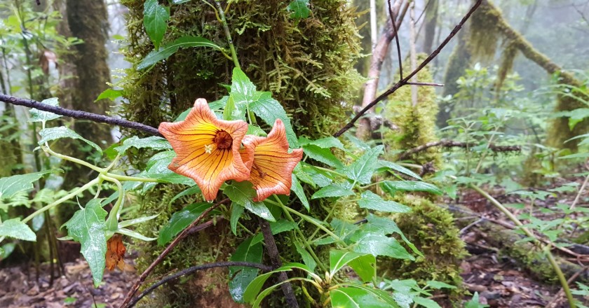 Auf der Chinobre-Runde