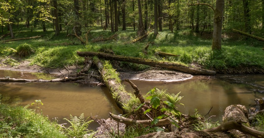 Im Naturschutzgebiet Tiefental